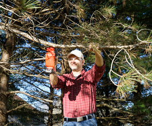 Minichain Saw a 386 PLN